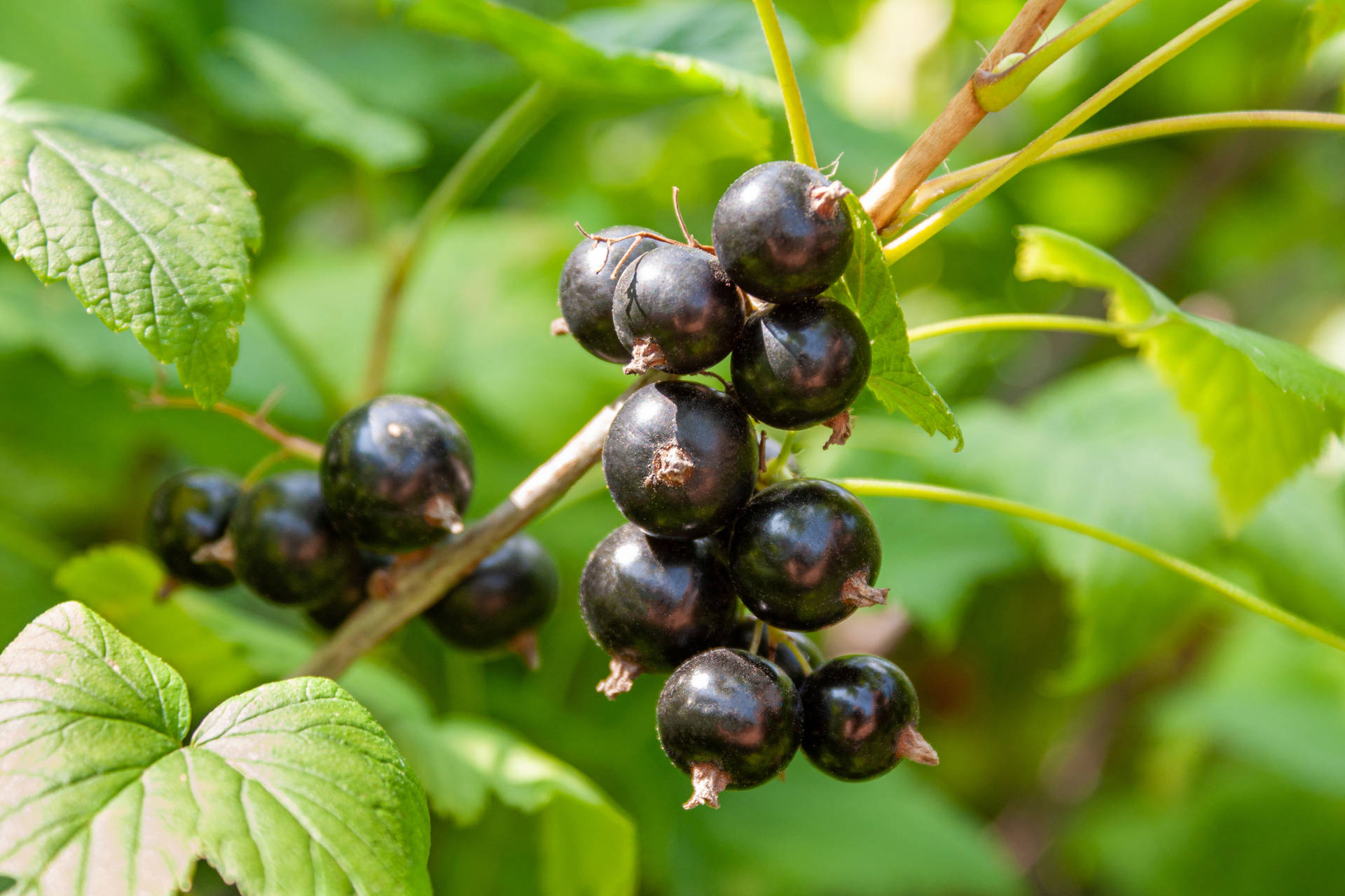 Blackcurrant In Sunny Day Background