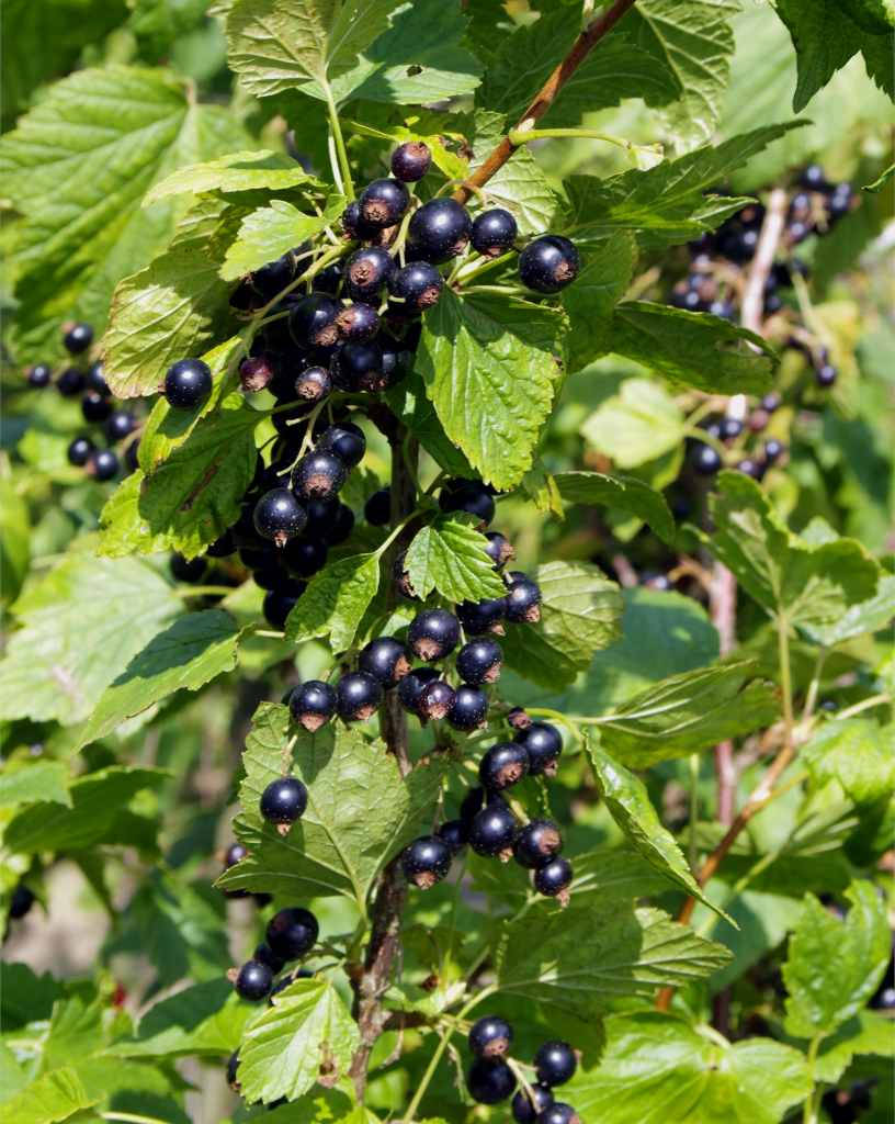 Blackcurrant In Vertical Side Background