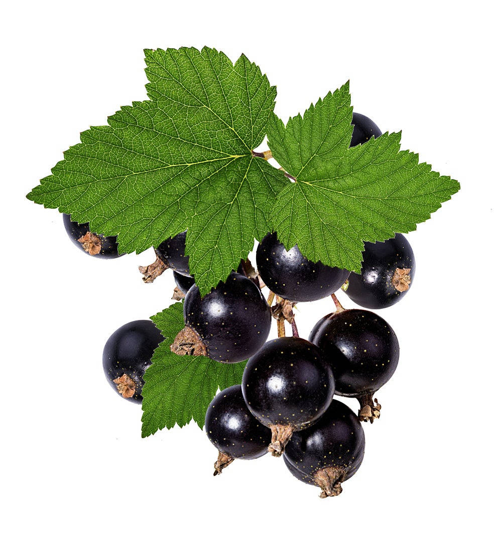 Blackcurrant With Leaf Background