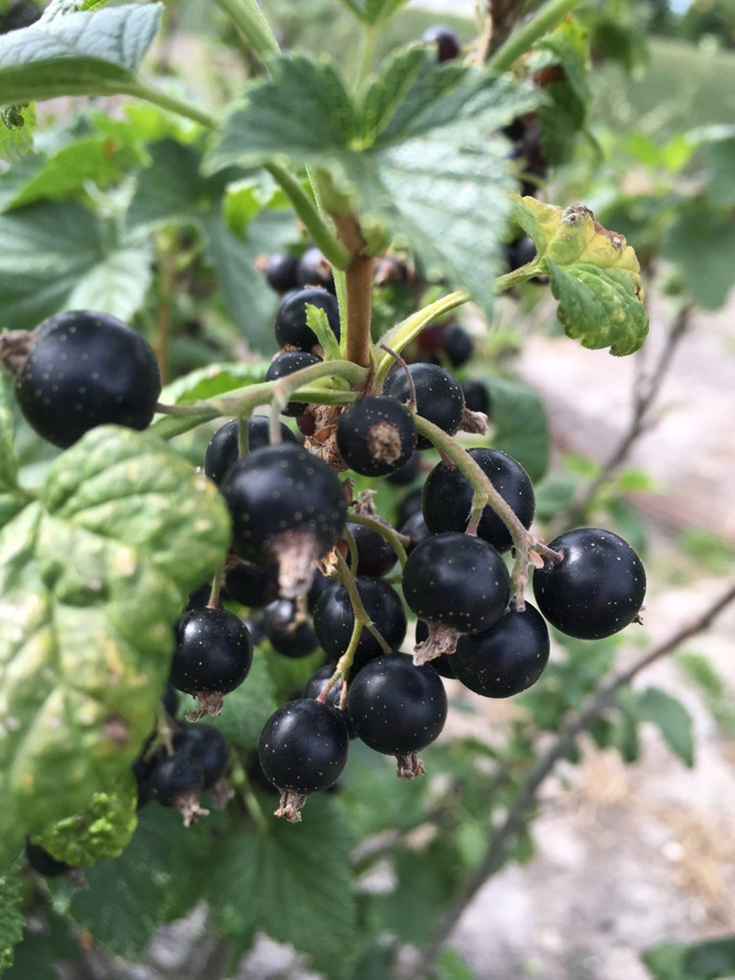 Blackcurrant With Leaf On A Branch