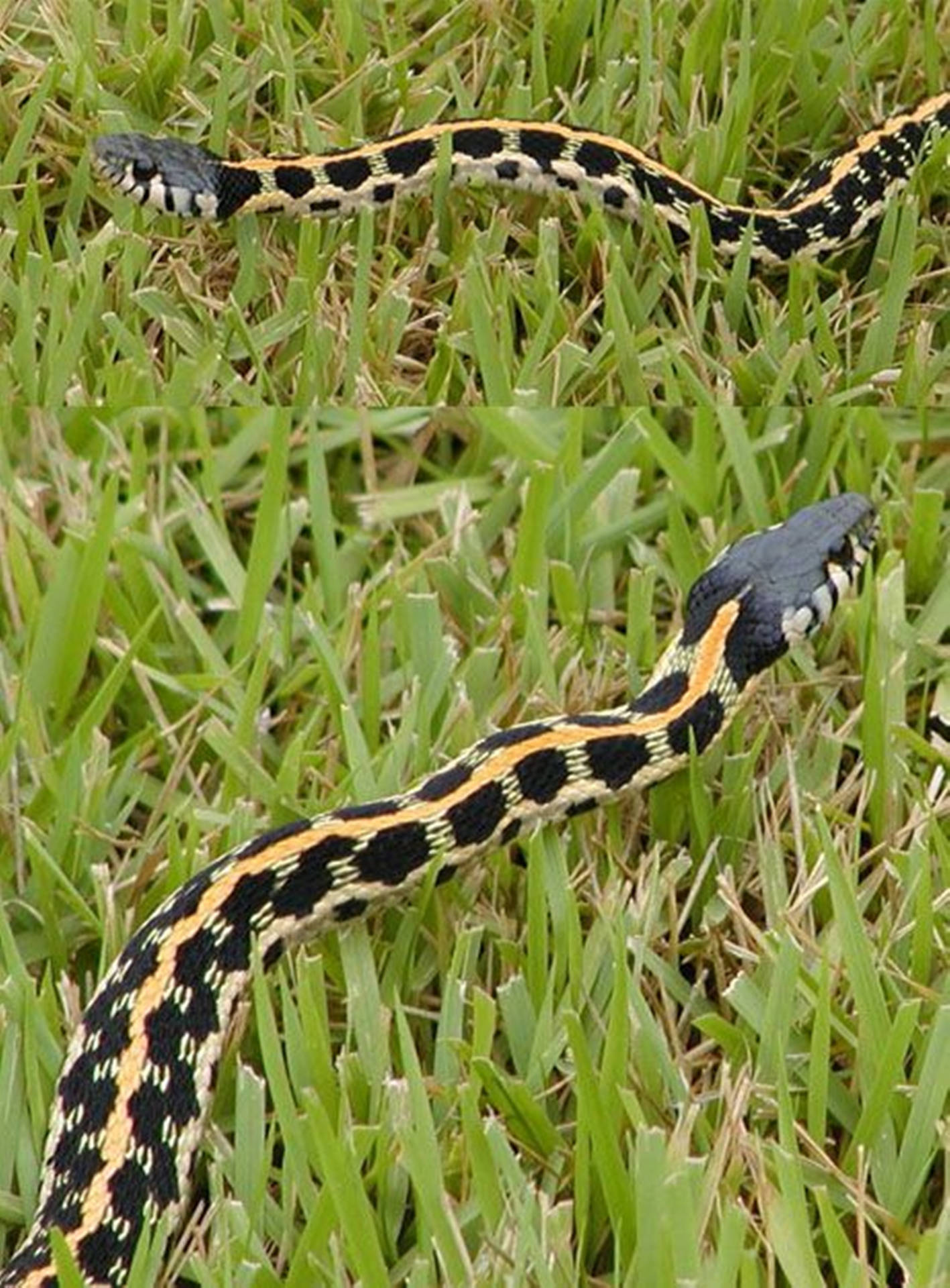 Blackneck Garter Snake