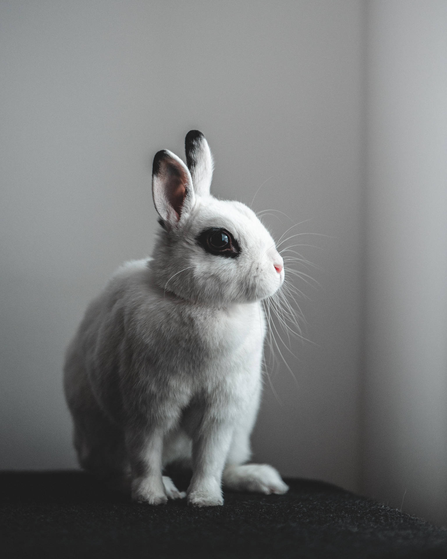Blanc De Hotot Rabbit Background