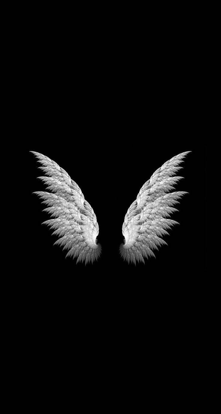 Blank And White Angel Wings Background