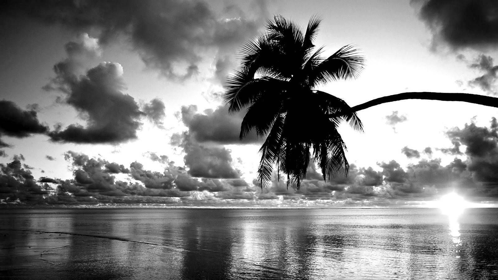 Blank And White Beach And Palm Tree Background