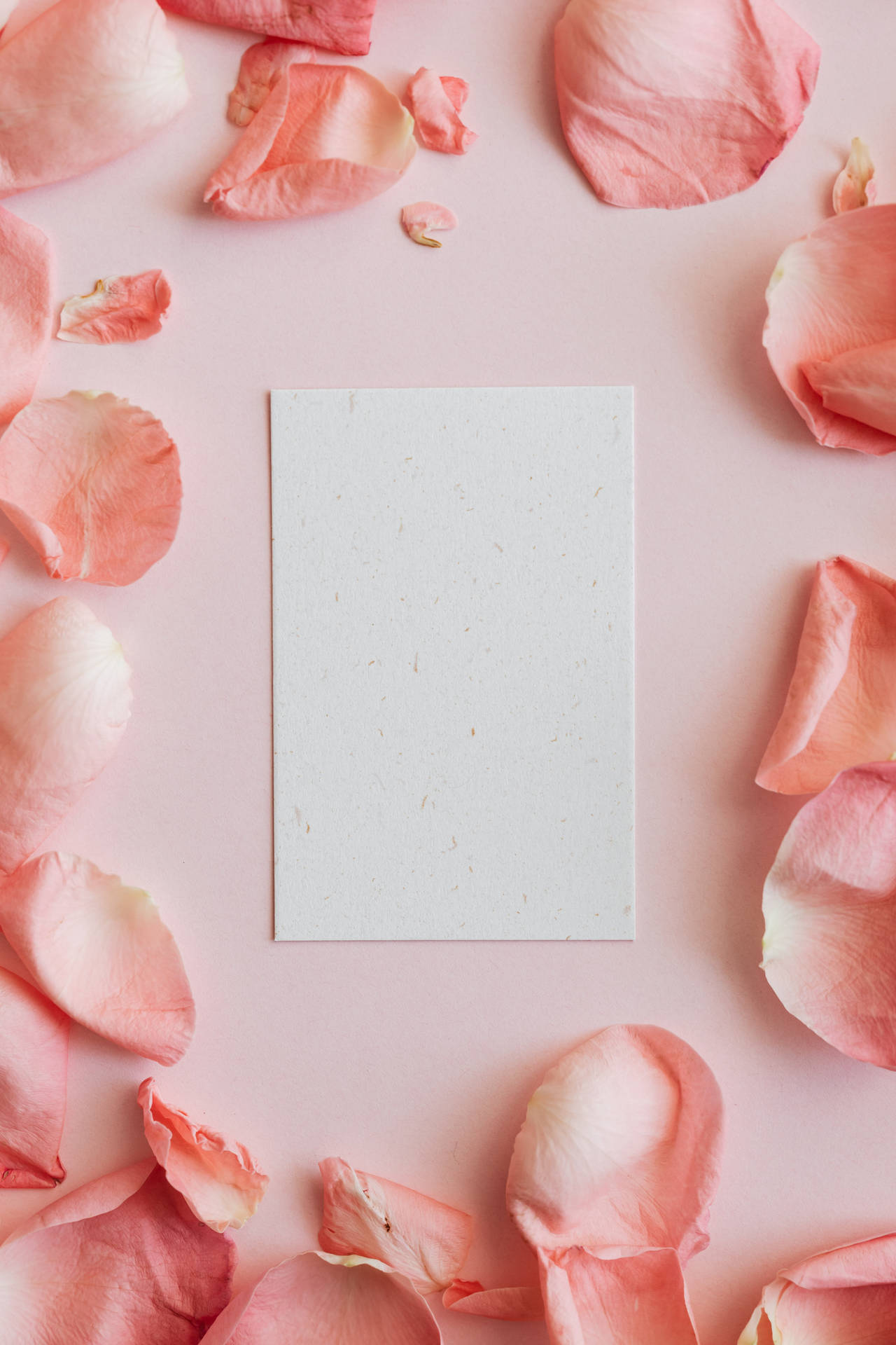 Blank Card Pink Petals Background