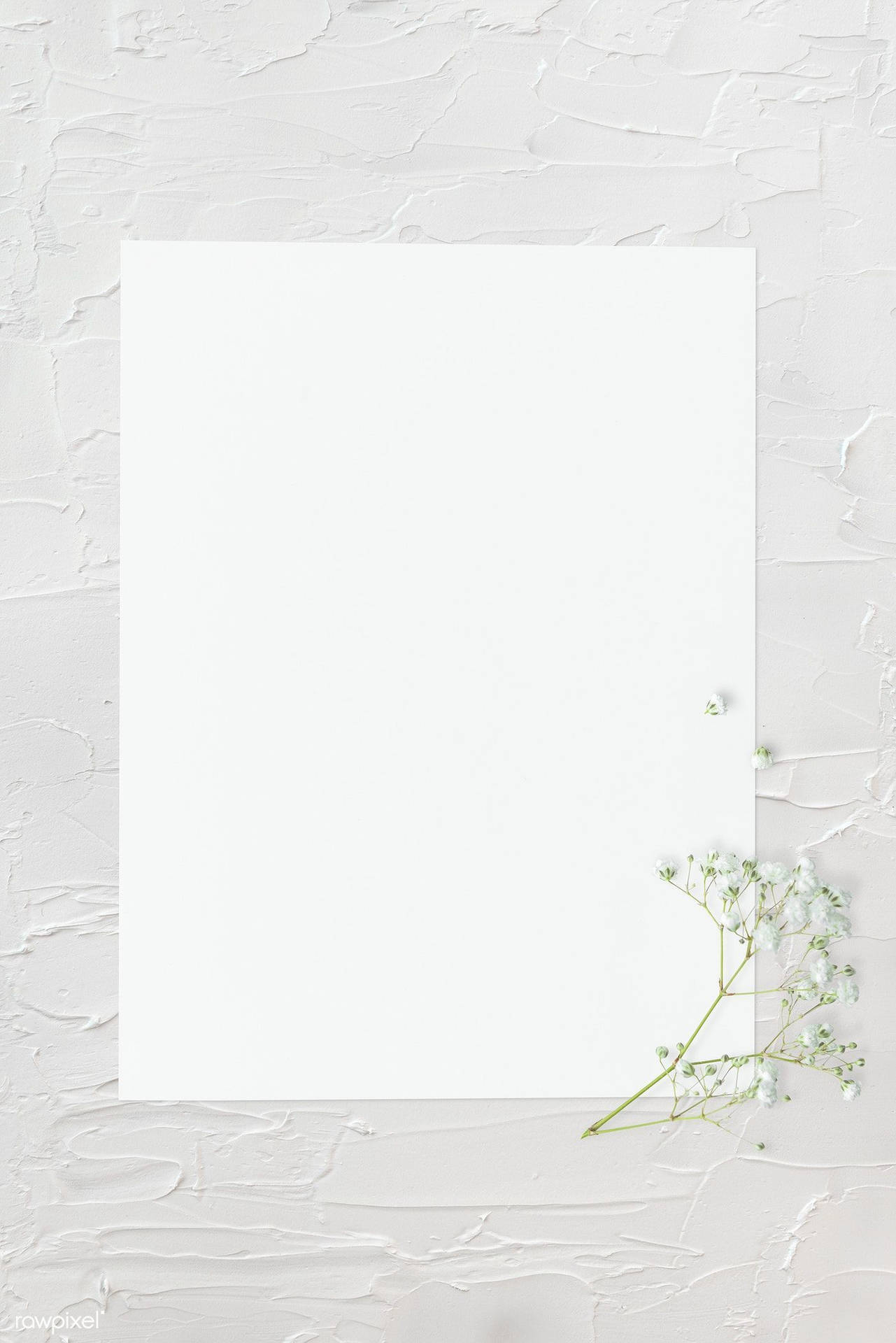 Blank Page Paper Babys Breath Flower Background