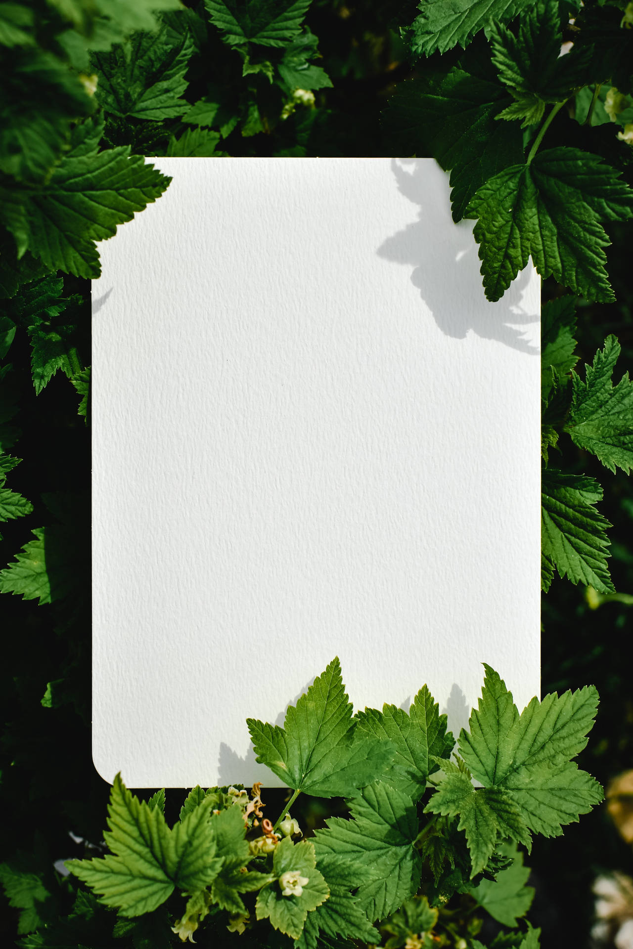 Blank Paper Foliage Background