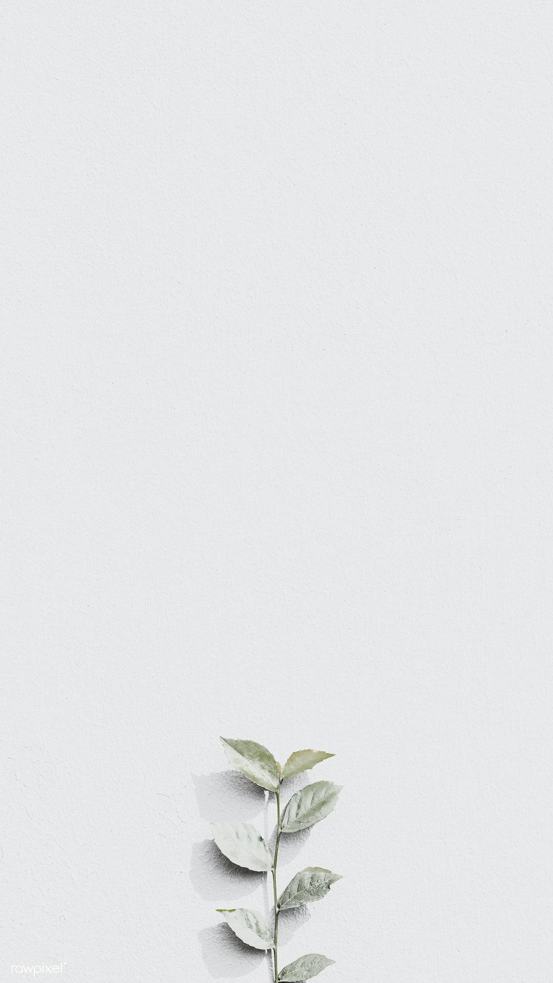 Blank White Wall With Painted Plant Background