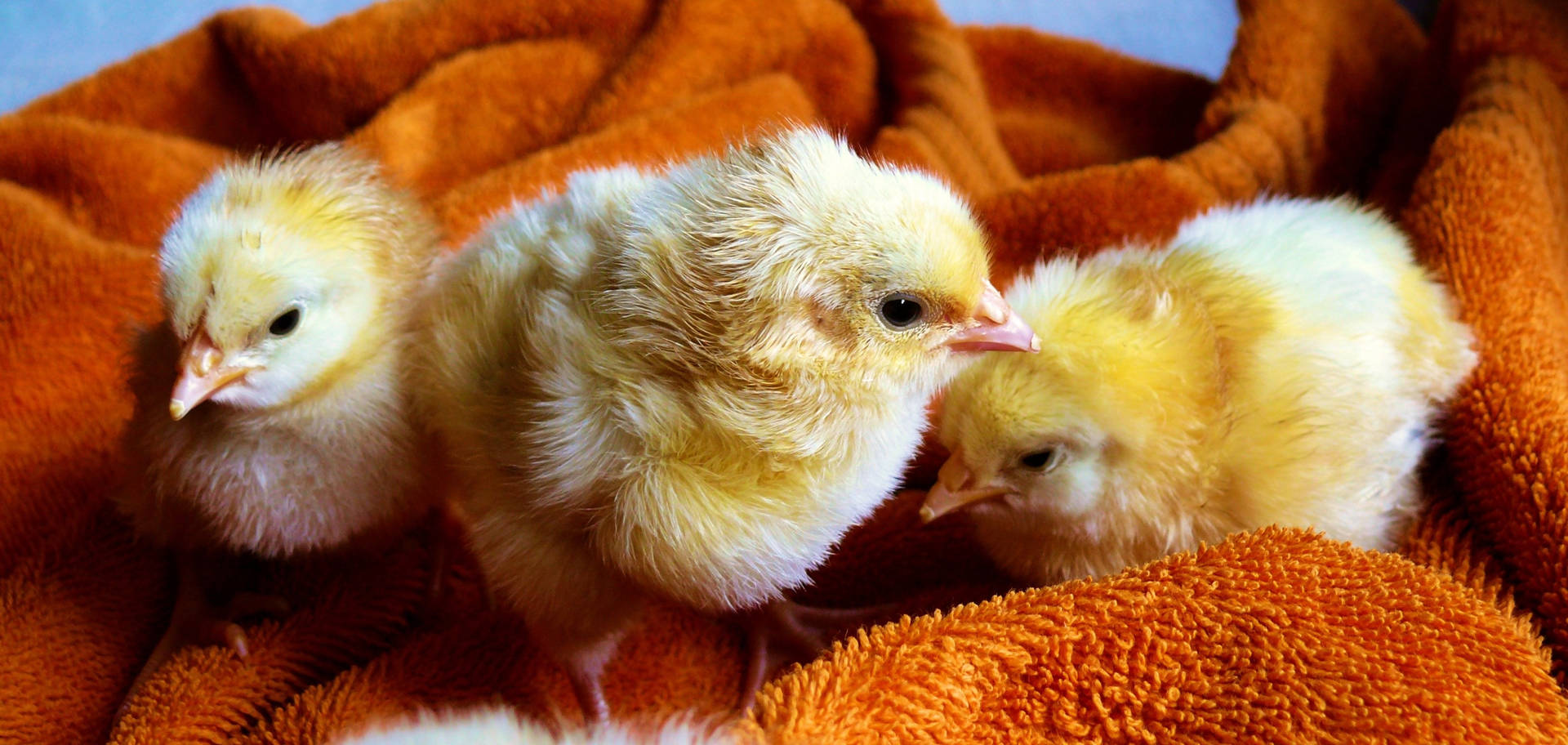 Blanket Chick Background