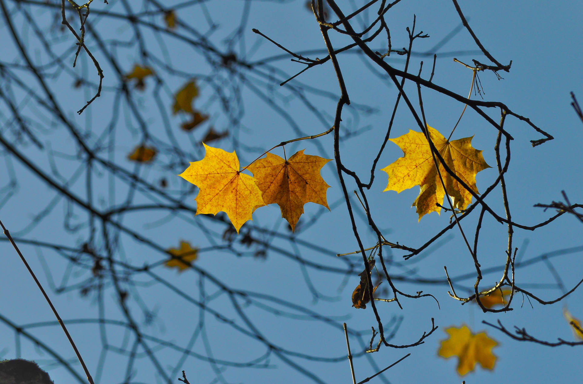 Blanket Of Autumn Leaves On A Crisp November Day In Beautiful Blues And Yellows Background