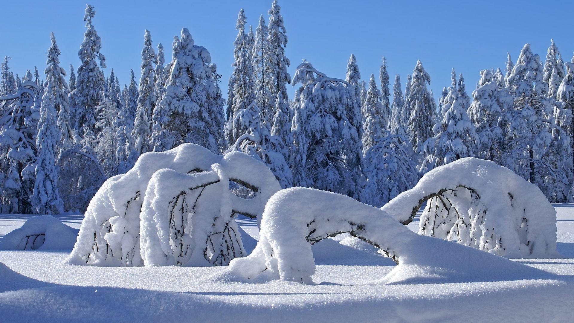 Blanketing Winter Wonderland Background