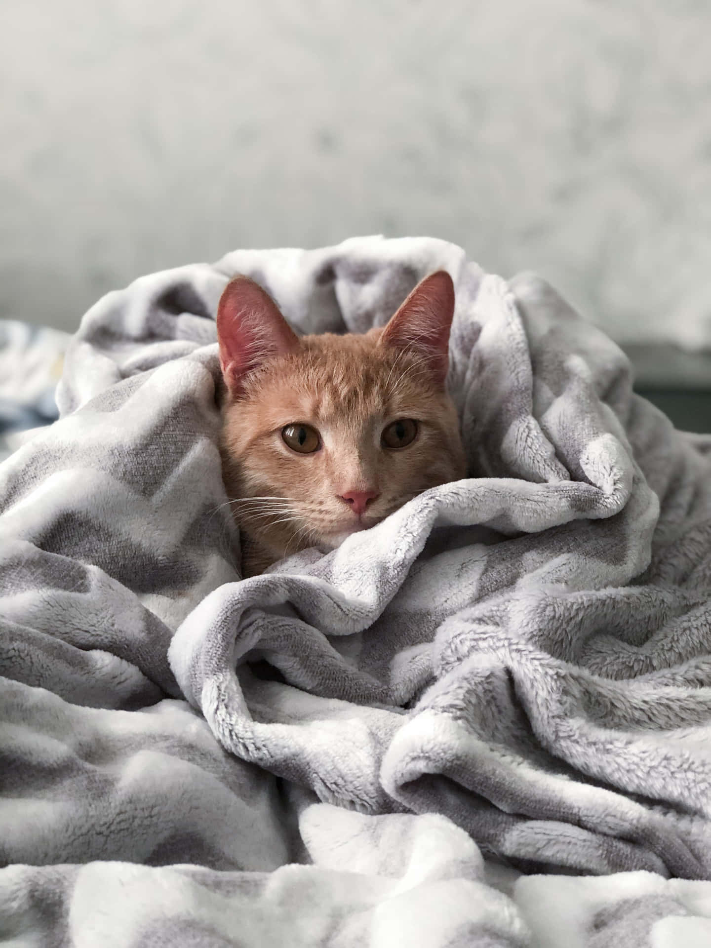 Blankets Cute Cat Pfp