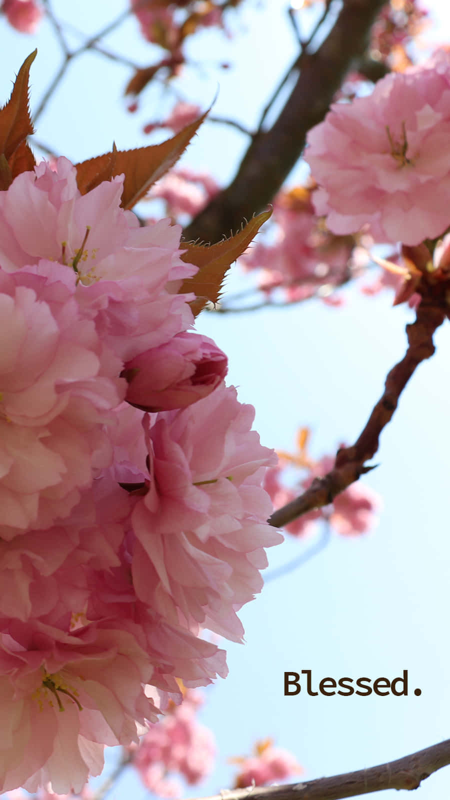 Blessed Pink Blossoms Background