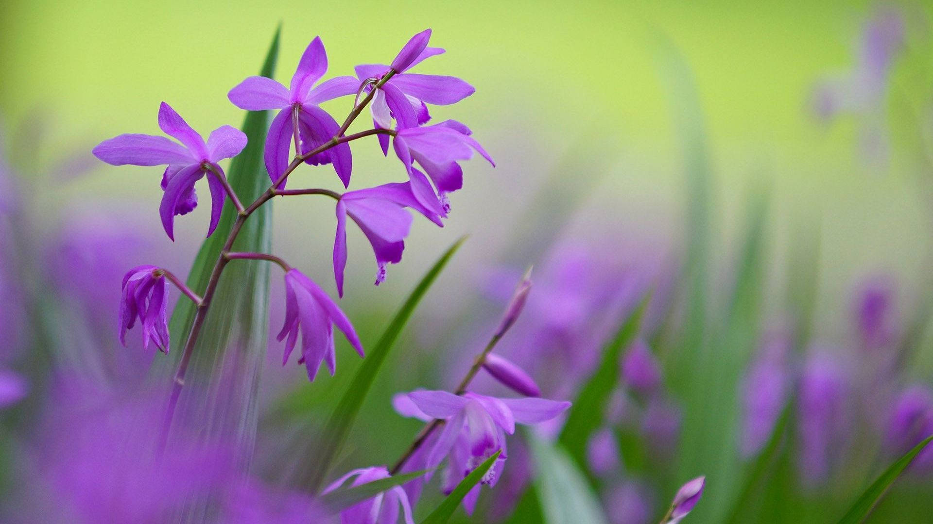 Bletilla Plants With Purple Flowers Background