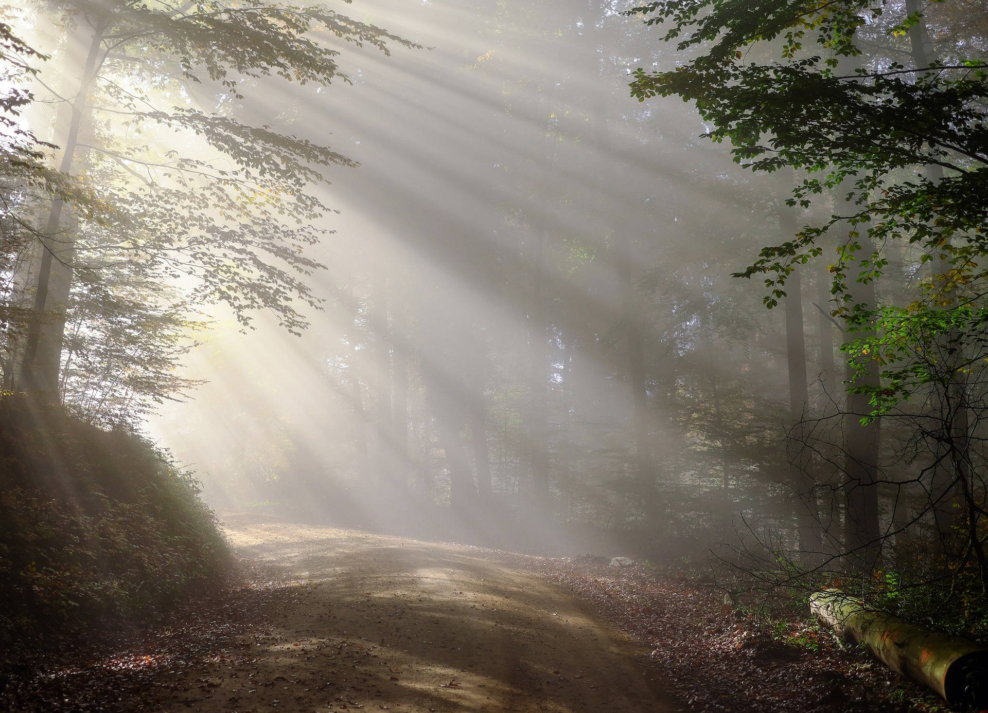 Blinding Sunlight In The Woods Background