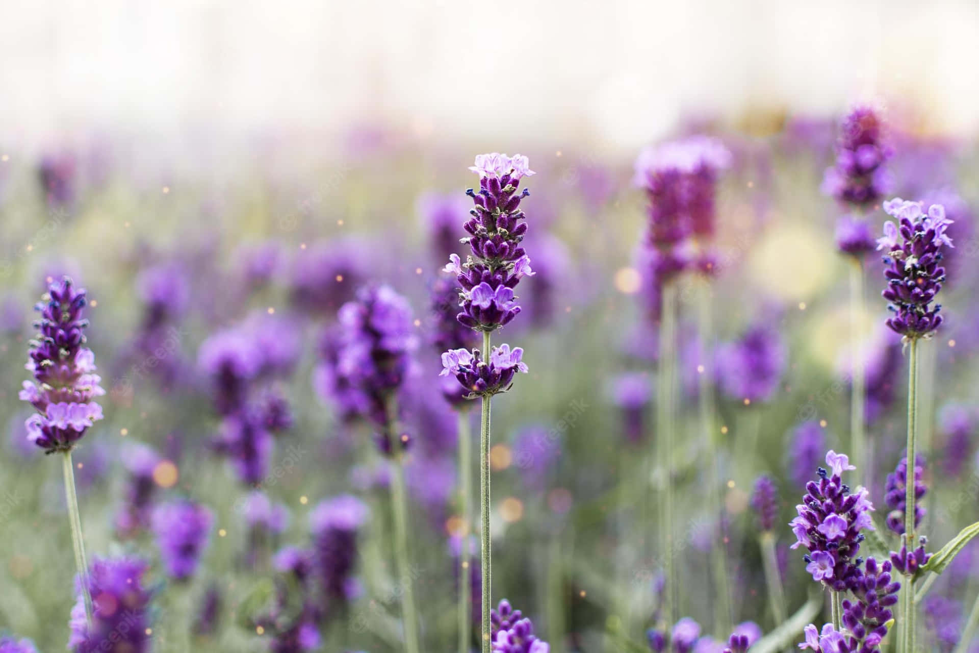 Blissful Lavender Fields In Full Bloom Background