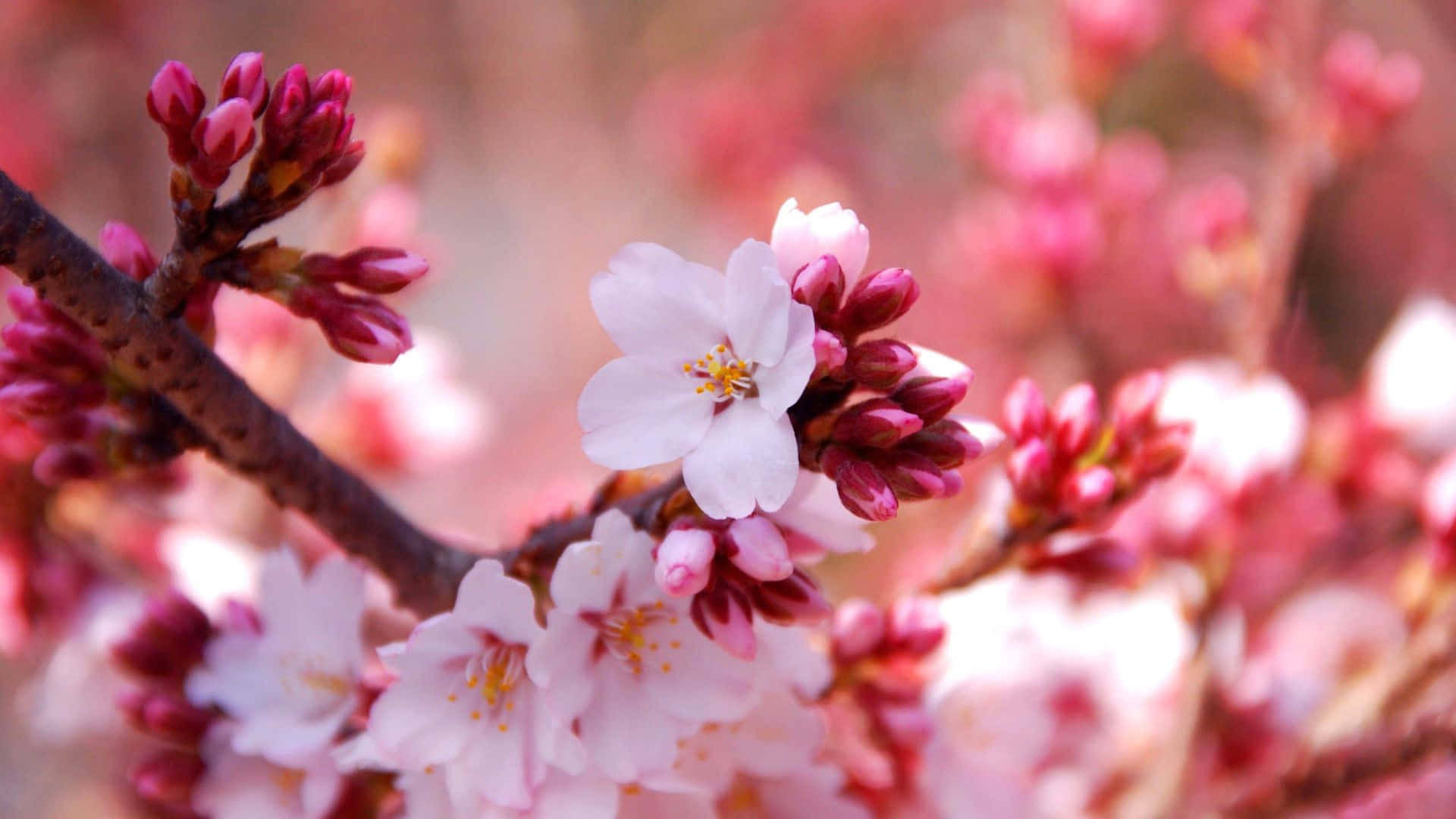 Blissful View Of Sakura Blossom In Japan Background