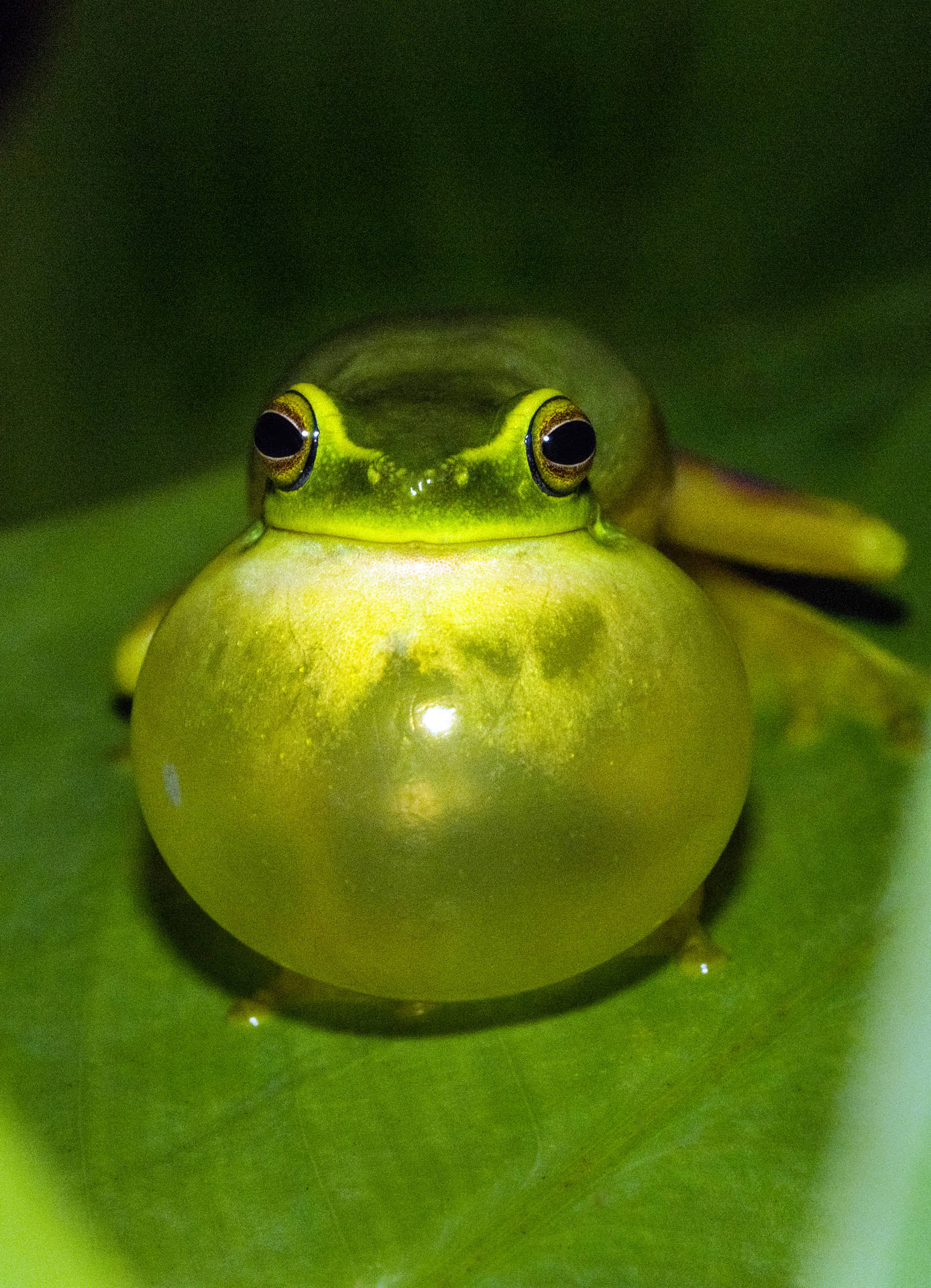 Bloated Green Frog Background