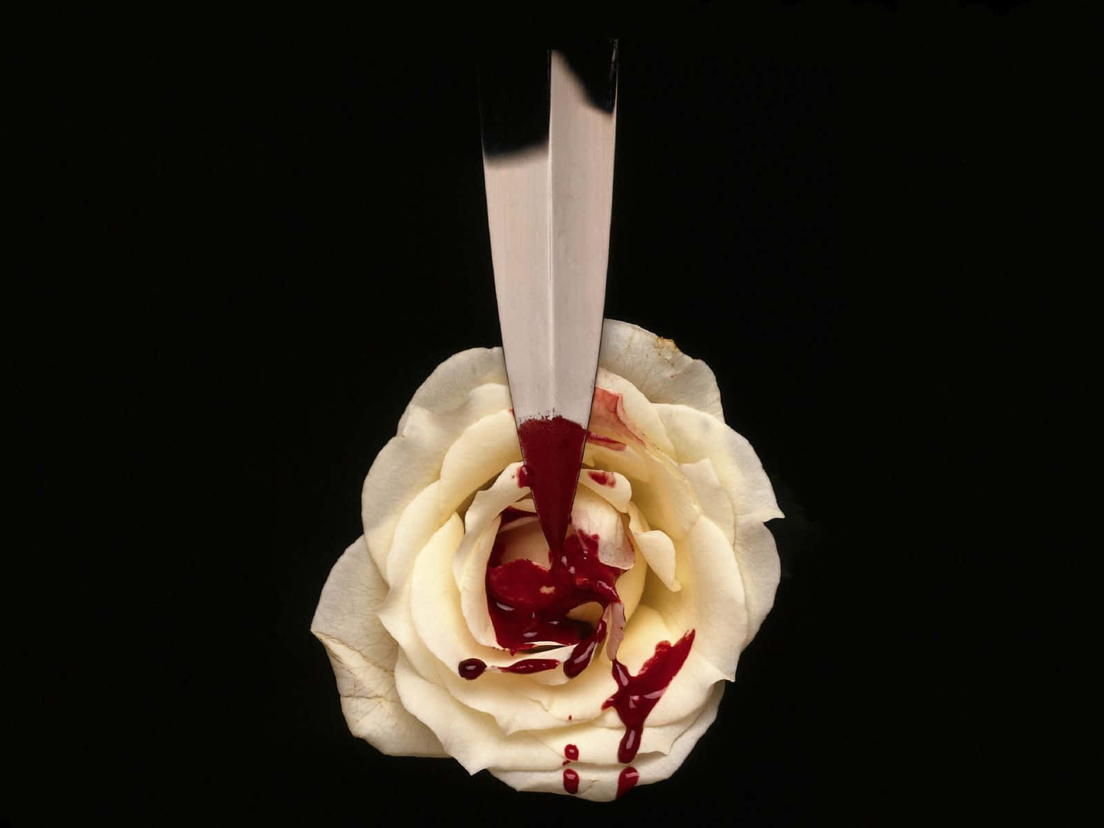 Blood Aesthetic Paper White Rose