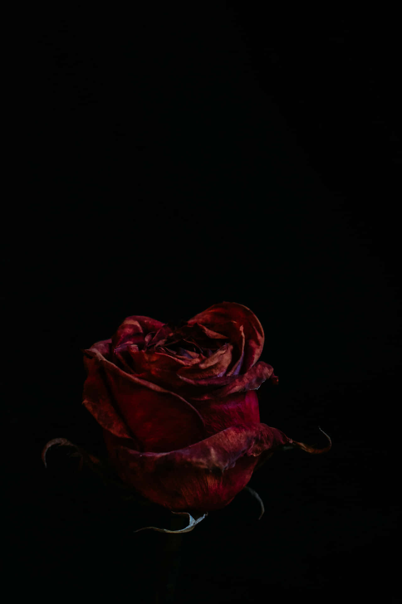 Blood Aesthetic Red Rose Black Background