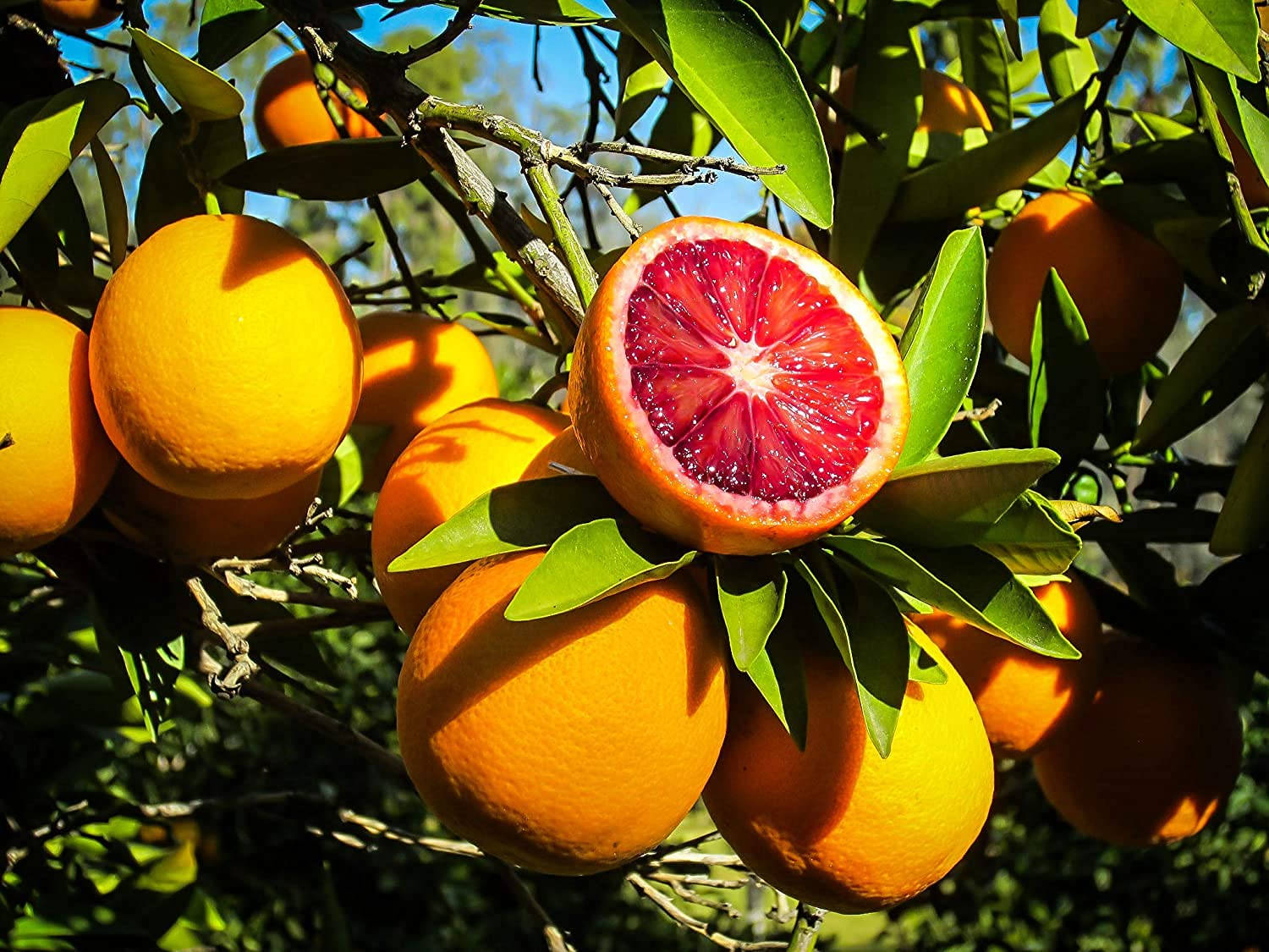 Blood Orange Citrus Fruit Tree Sunshine