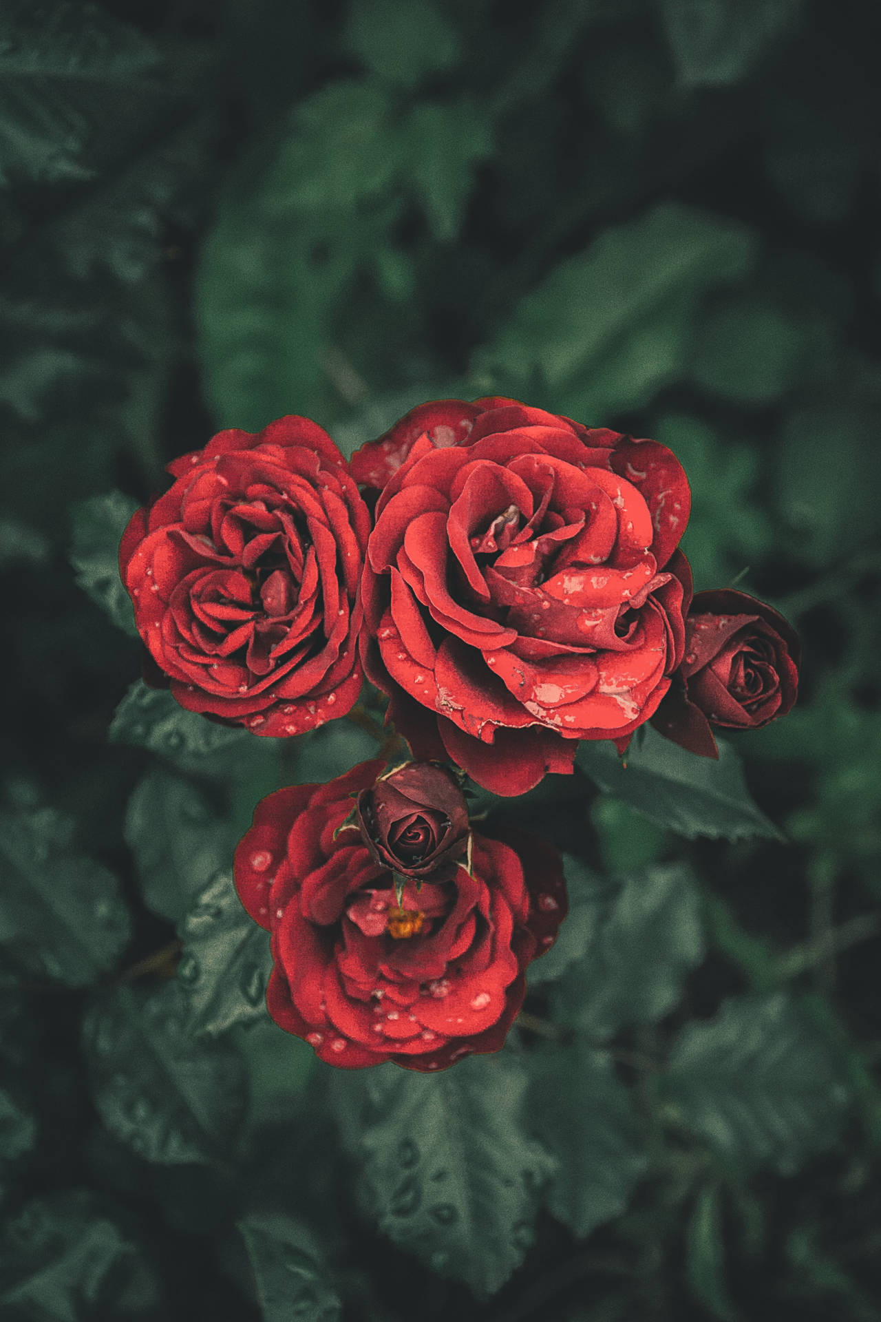 Blood-red Rose Flowers