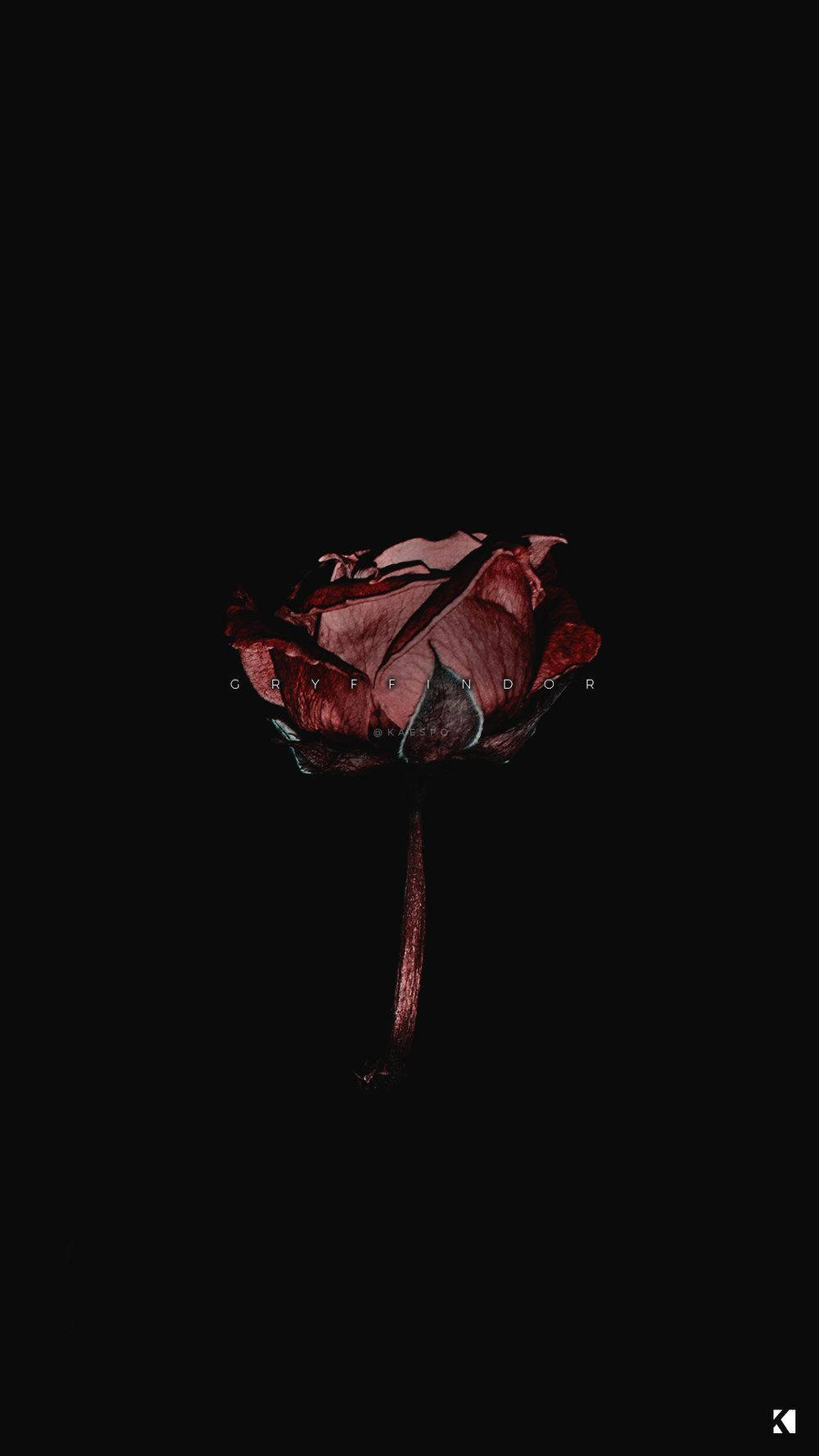 Blood Rose Dark Aesthetic Background