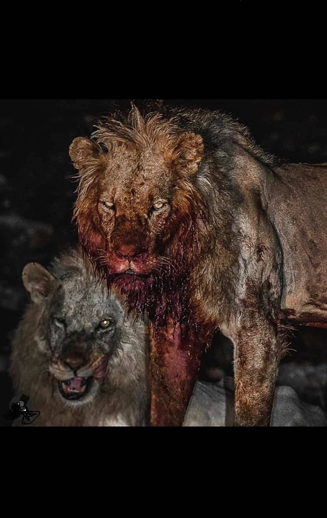 Bloody Lion Phone Background