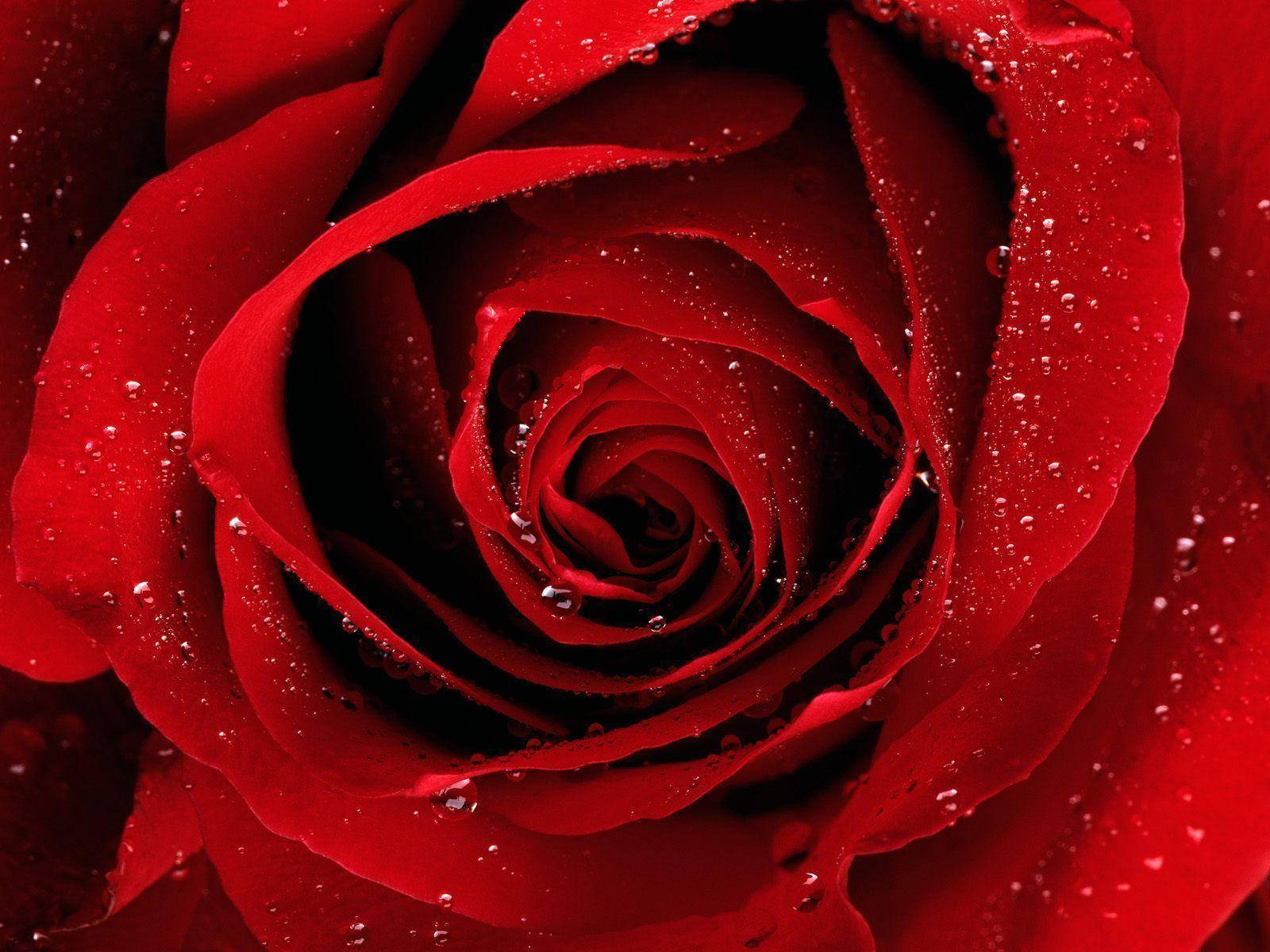Bloody Red Rose Flower Background