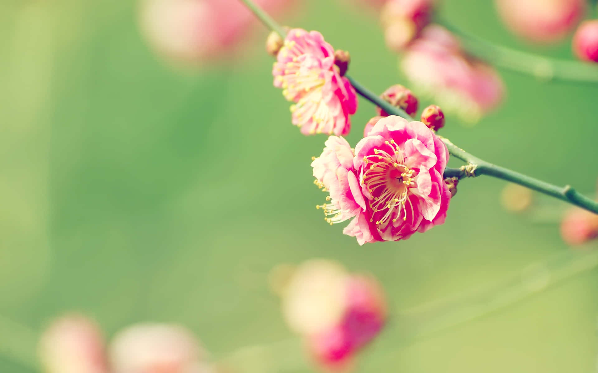 Bloom In The Springtime Background