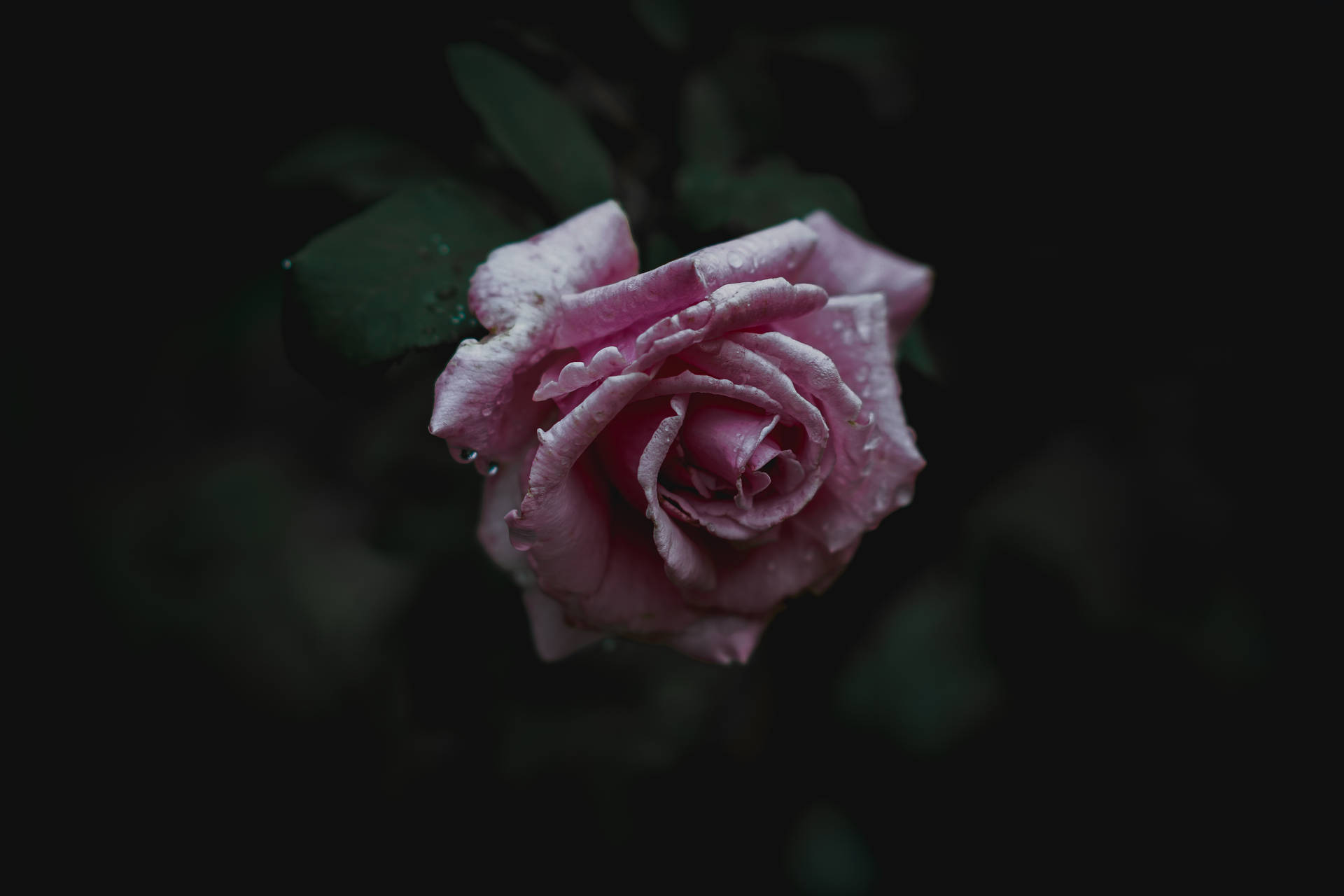 Bloom Pink Rose Hd Background