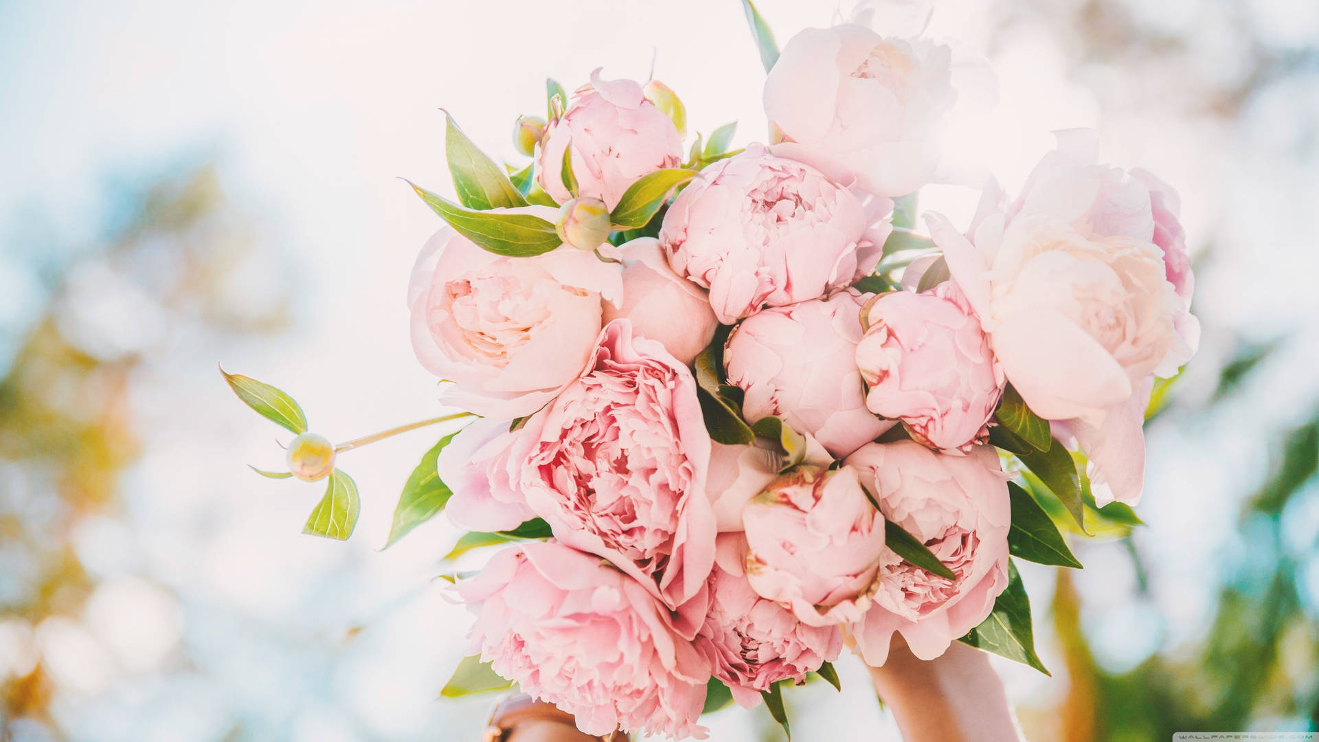 Bloomed Peony In A Lush Garden Background