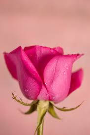 Bloomed Pink Rose - Nature's Beauty Background