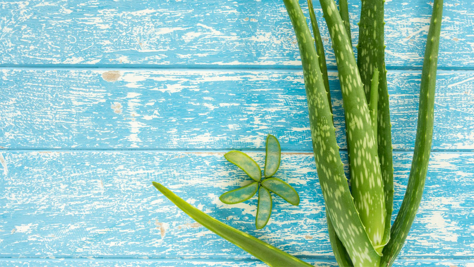 Blooming Aloe Vera In Natural Habitat Background