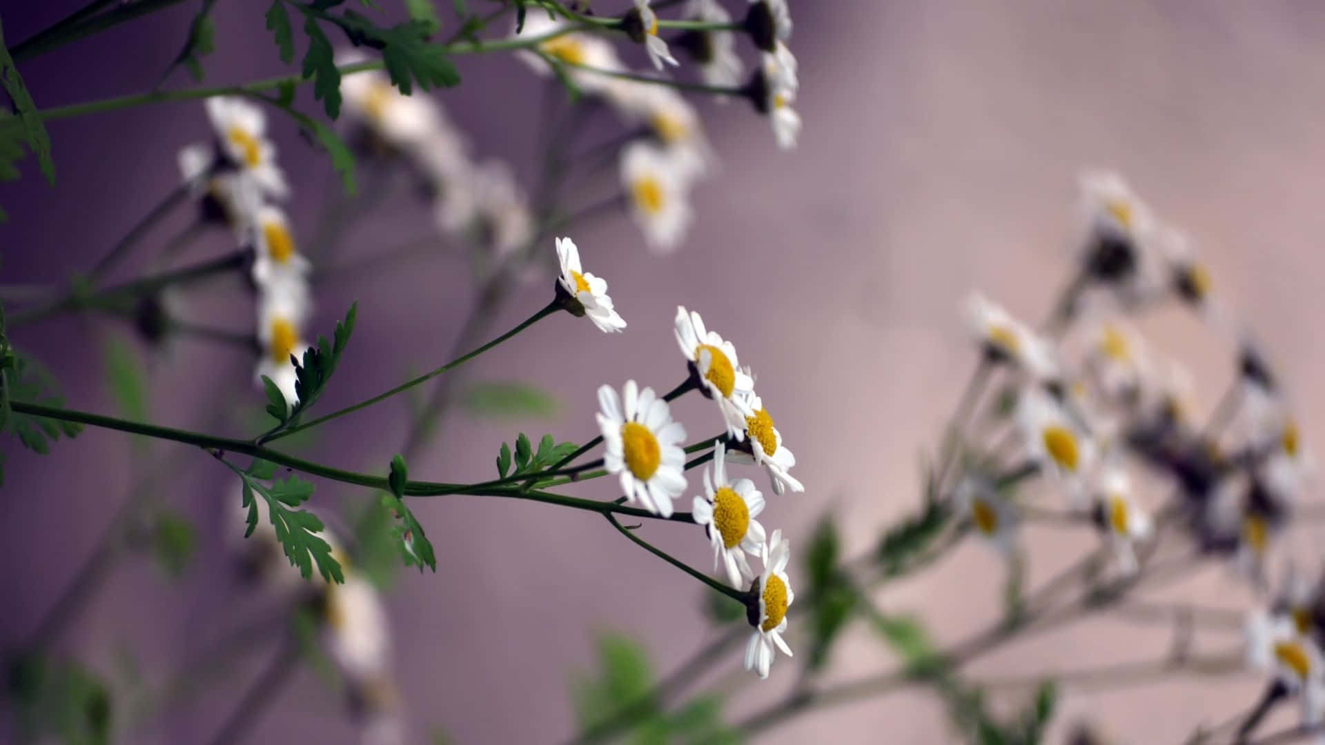 Blooming Beauty. Background