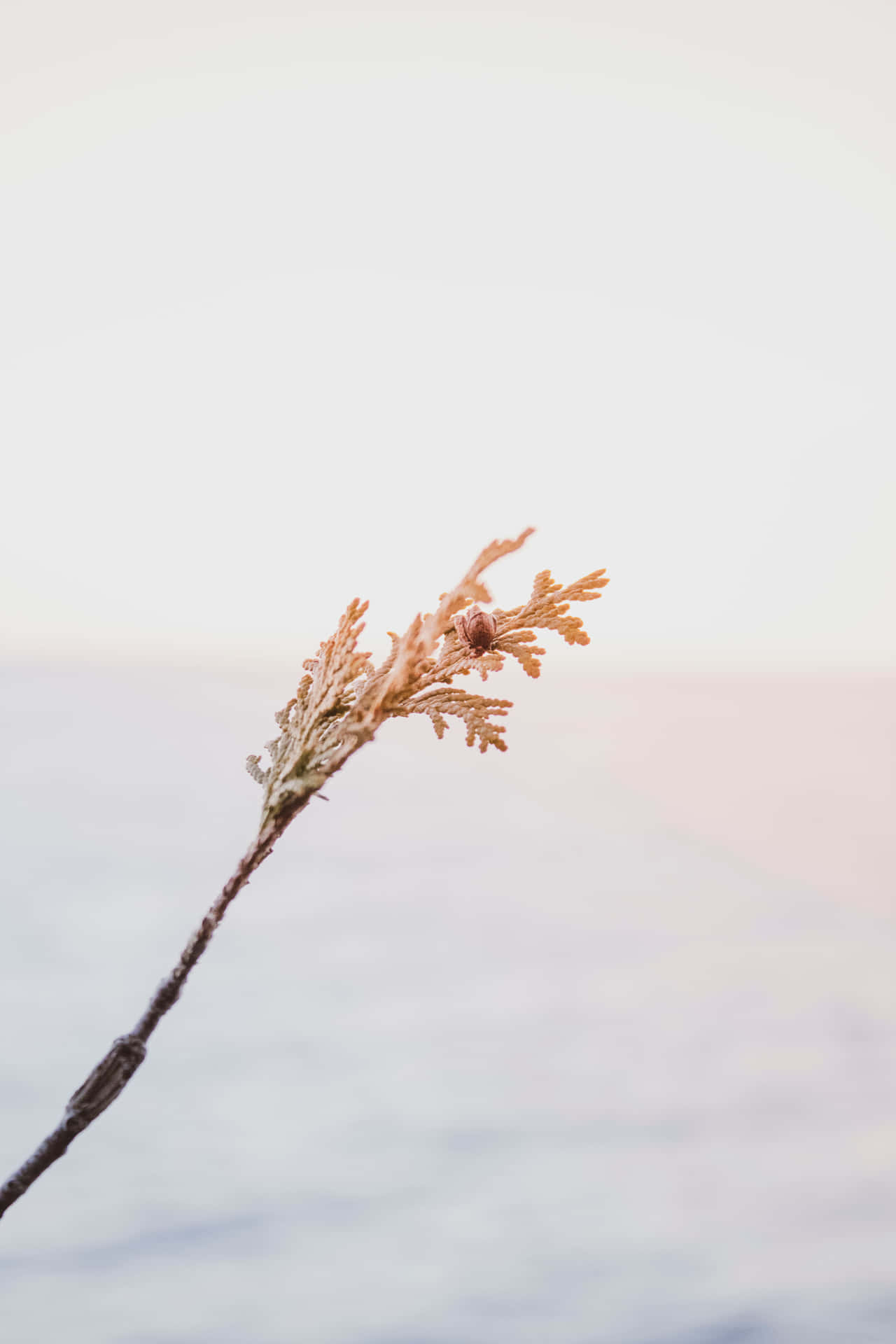 Blooming Beauty In Neat Piles Background