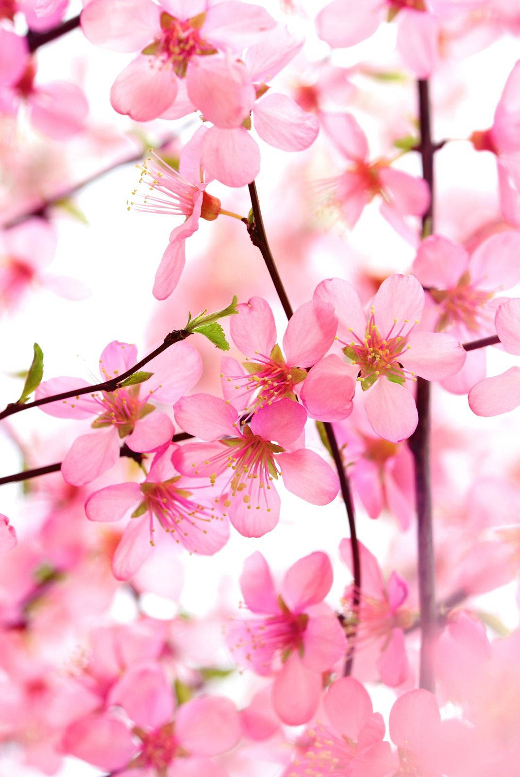 Blooming Beauty In Pink - A Close-up Cluster Of Pink Blossom Flowers Background