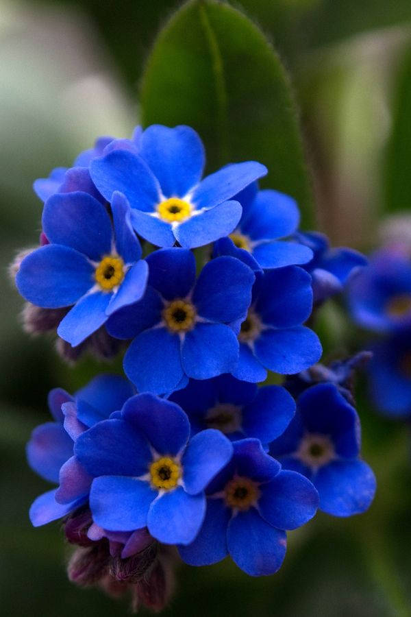 Blooming Beauty - Vivid Blue Forget-me-not Flower Background