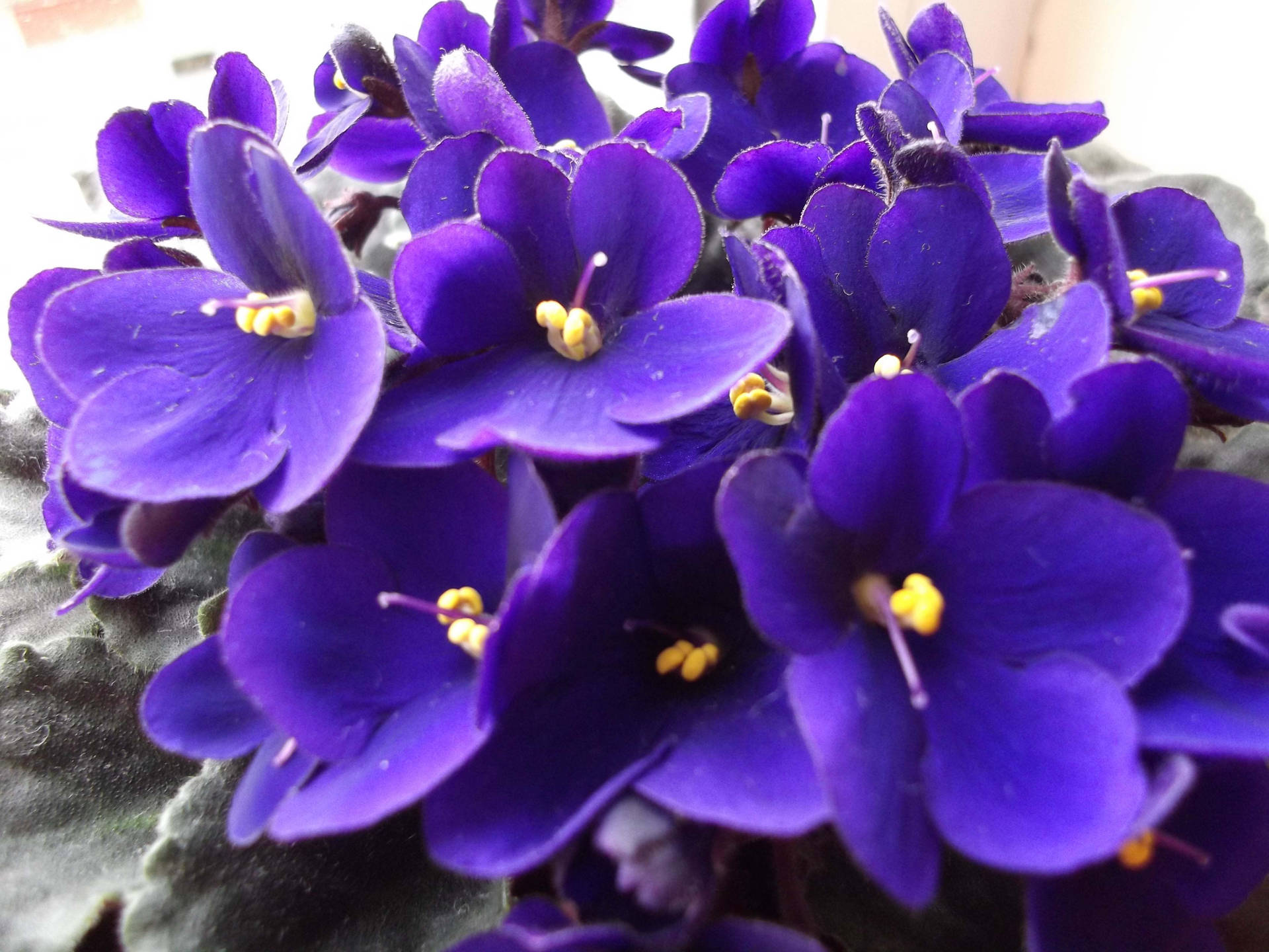 Blooming Big Purple Pansies Background