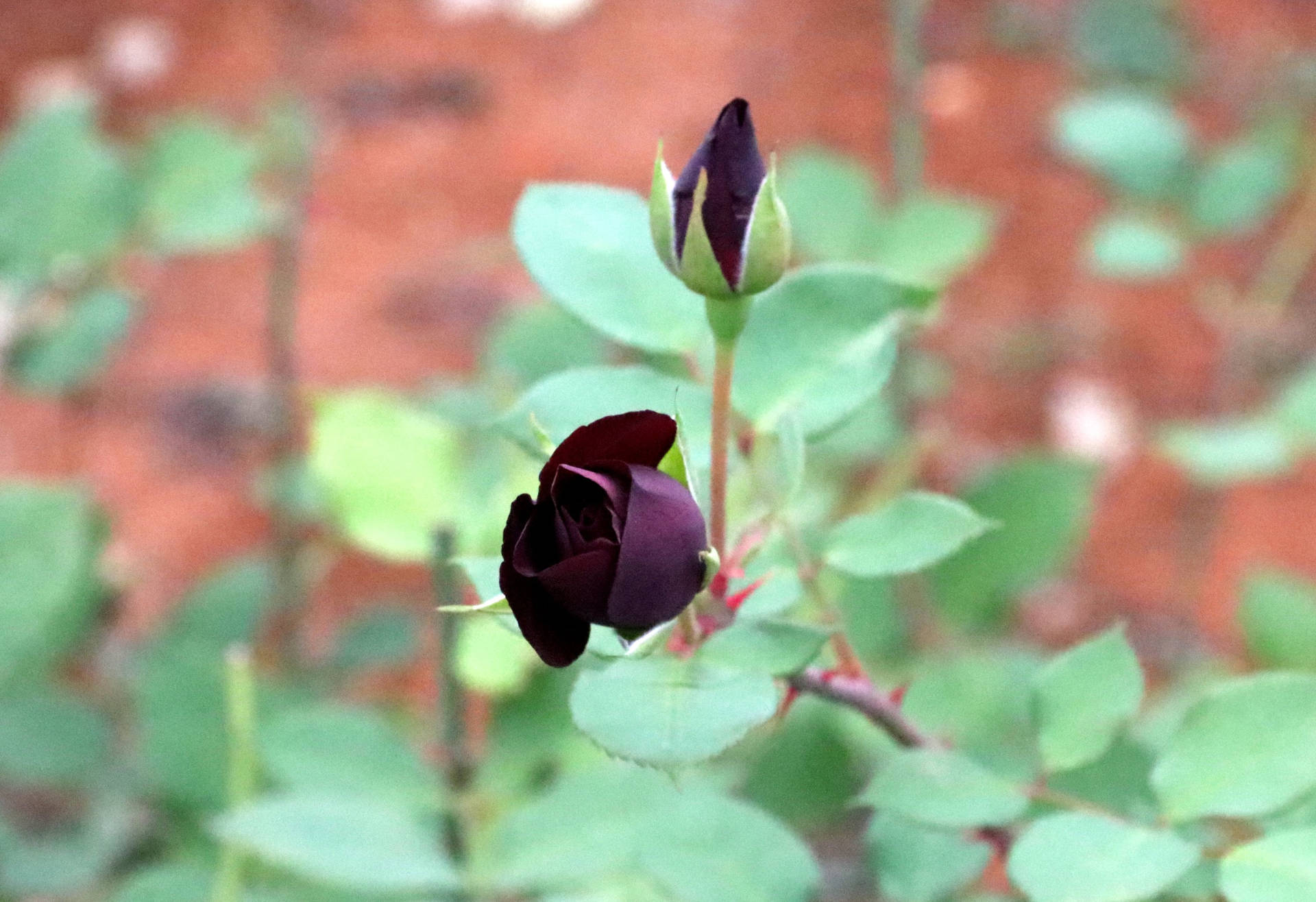 Blooming Black Rose Background