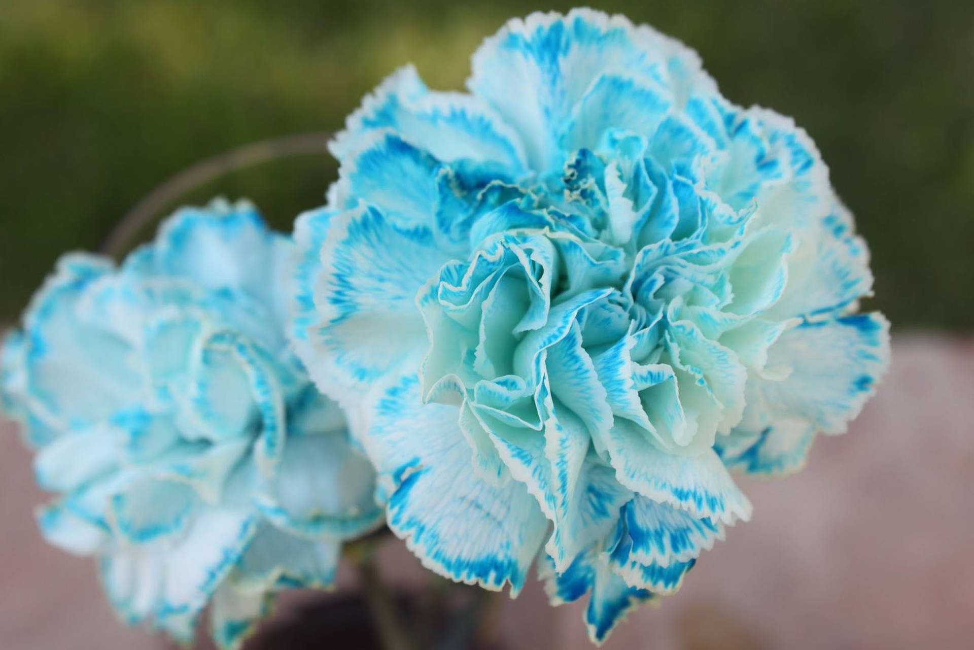 Blooming Blue Carnations Background