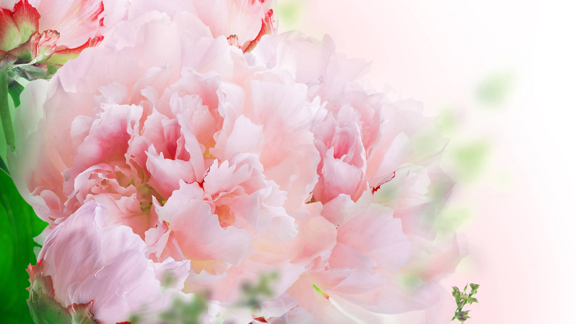 Blooming Blush Carnations