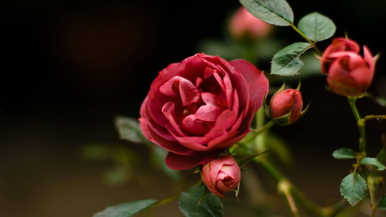 Blooming Bright Beautiful Rose Hd