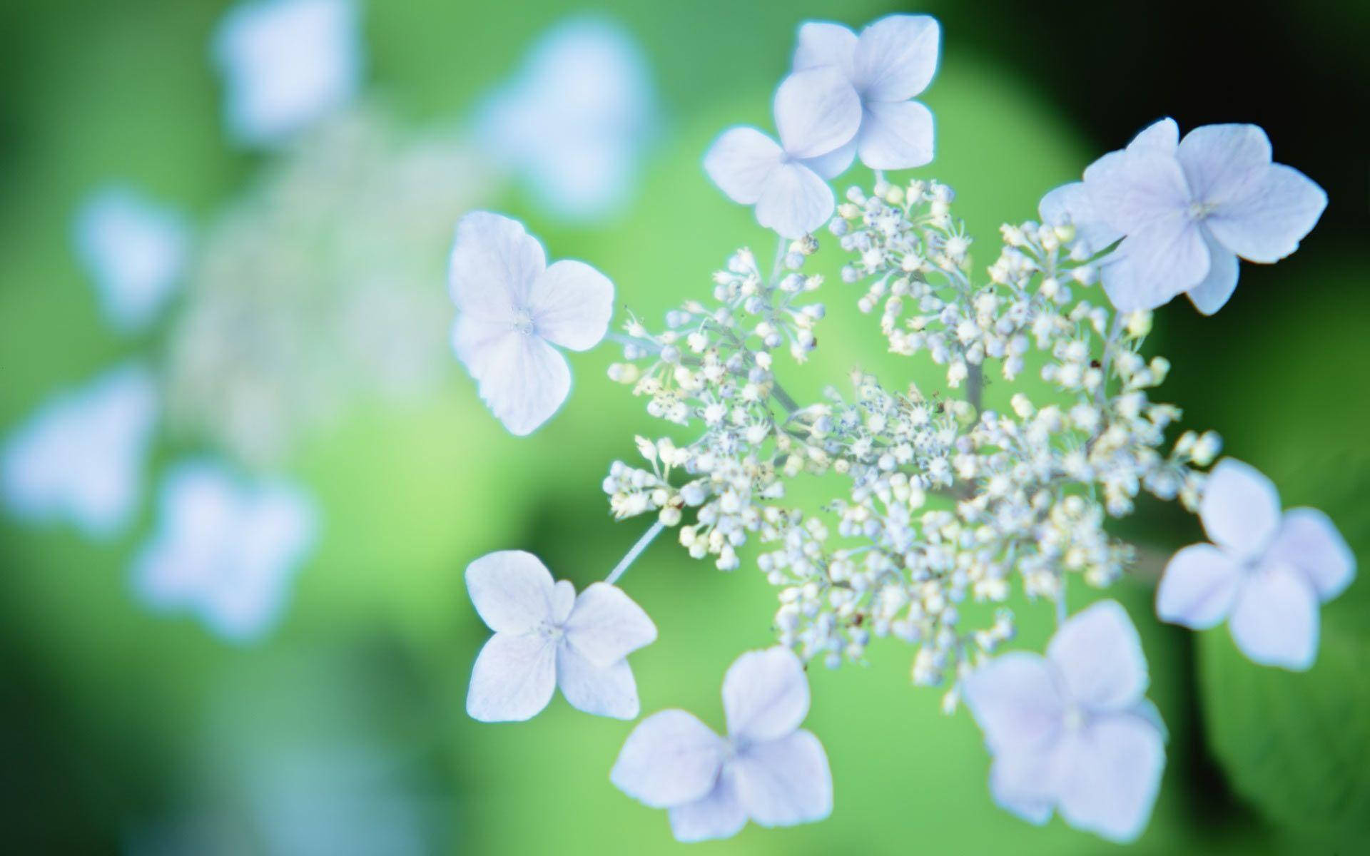 Blooming Brilliance: A Spectacular Display Of High Definition Flowers Background