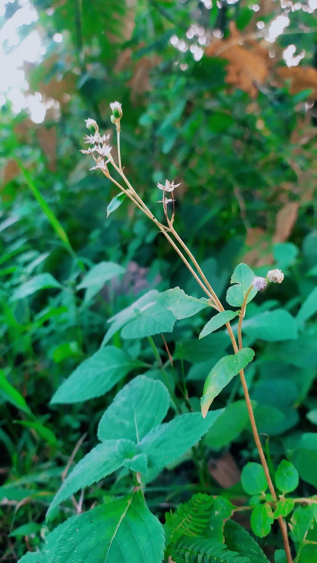 Blooming Bunga Background