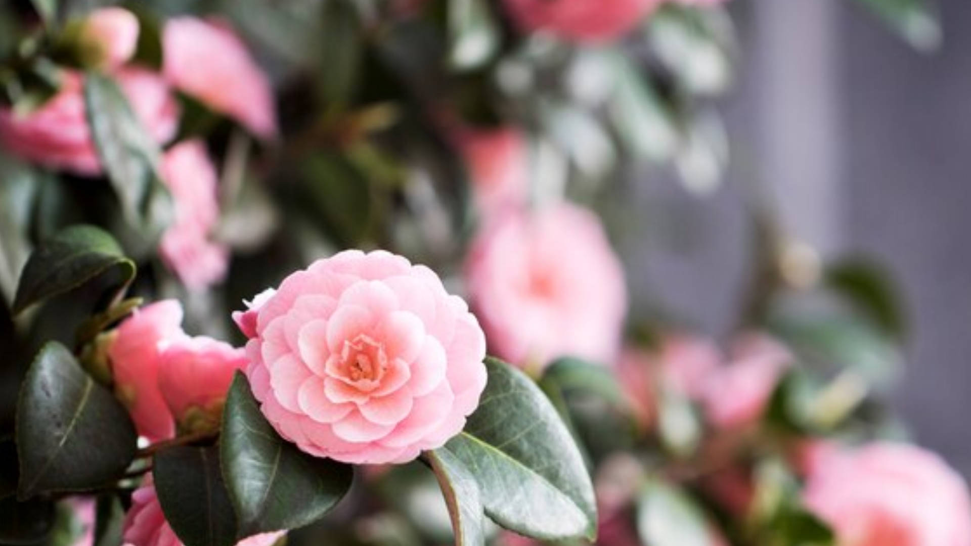 Blooming Camellia Sasanqua Flowers Background