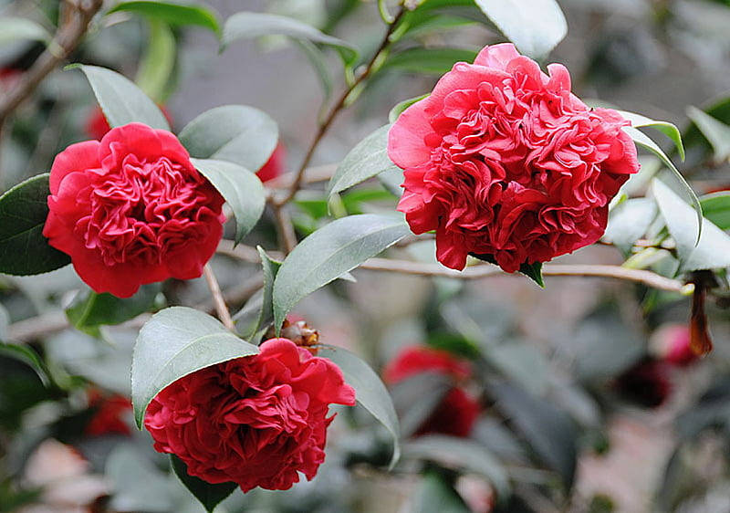 Blooming Camellia Sasanqua In Full Display Background