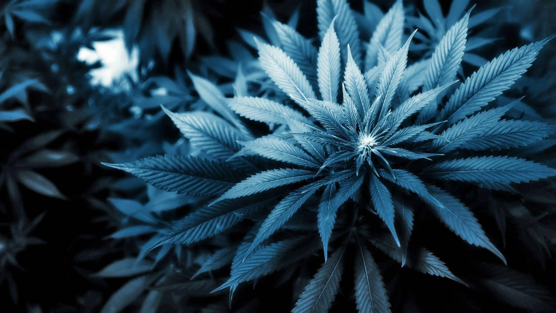 Blooming Cannabis Hemp Background