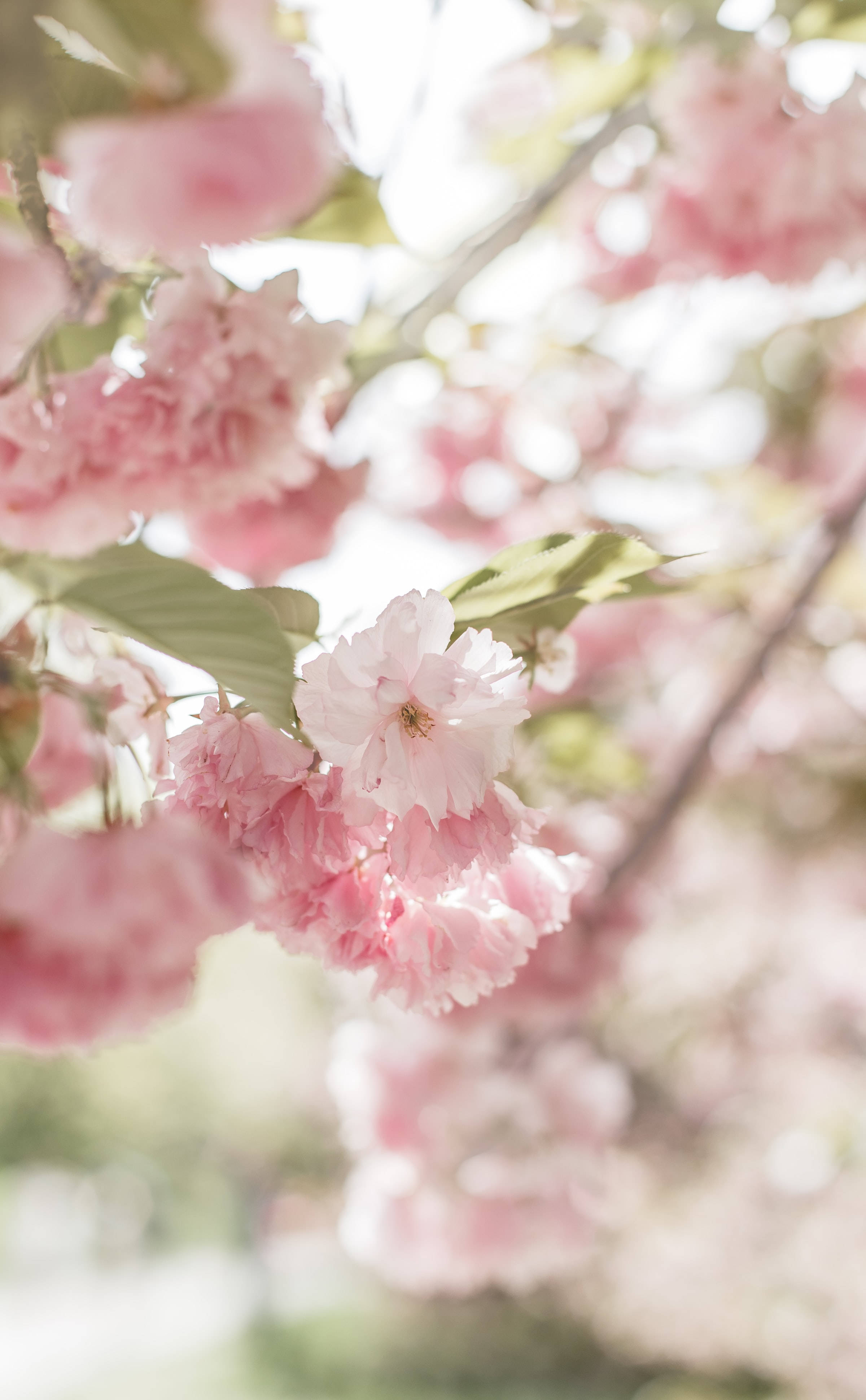 Blooming Cute Pink Aesthetic Cherry Blossom