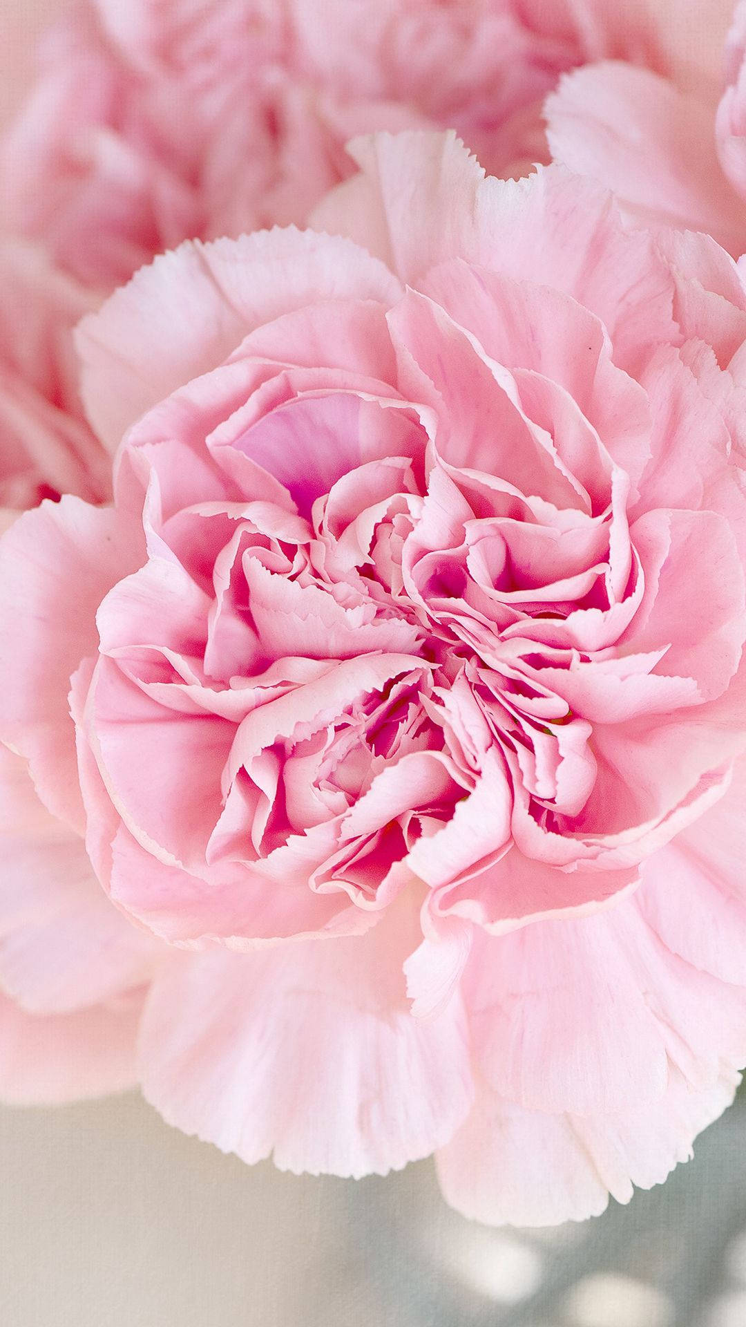 Blooming Cute Pink Flower Background